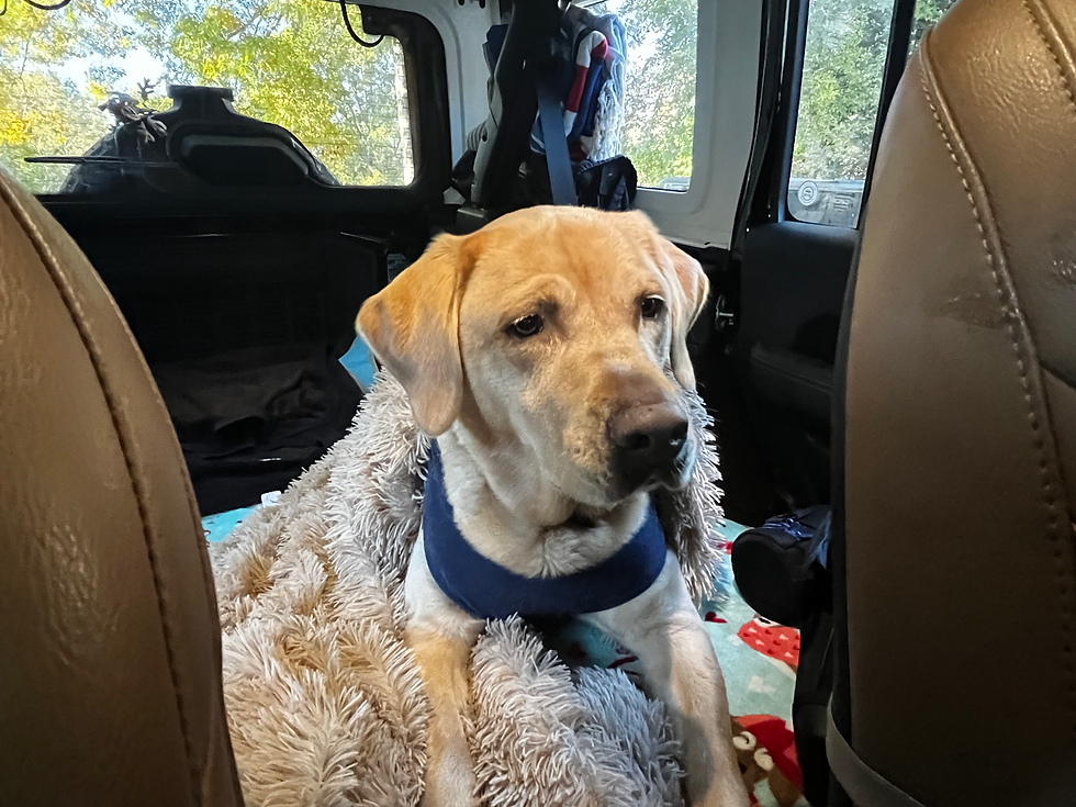 Bodie complete with his travelling blankie