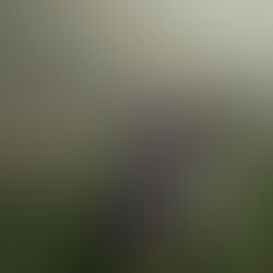 Through the Fog: Minarets Battles to a Playoff Victory