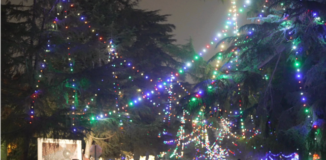 Trees along Christmas Tree Lane glow with colorful holiday lights. Photo by Sarah Kinnunen
