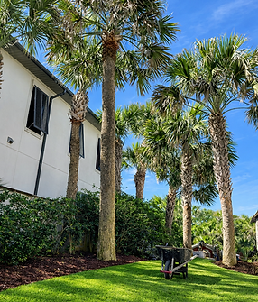 palm tree trimming best.png