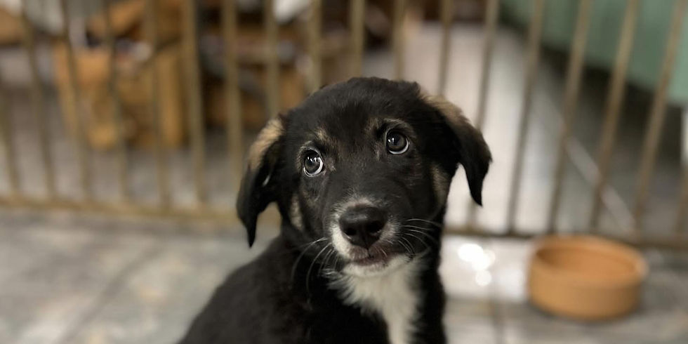 Calm and Train Anxious Dogs Effectively