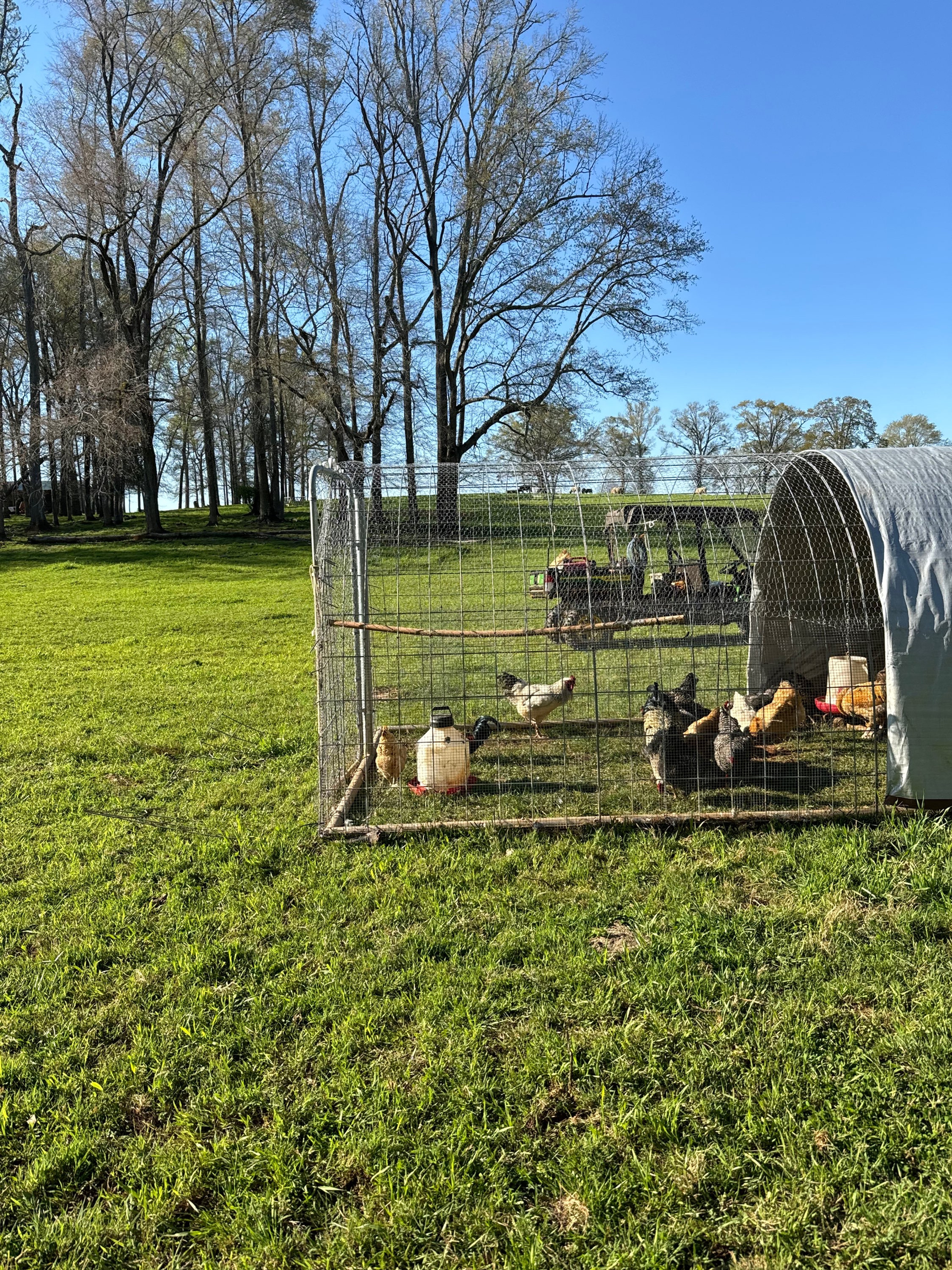 Laying Hens/Roosters