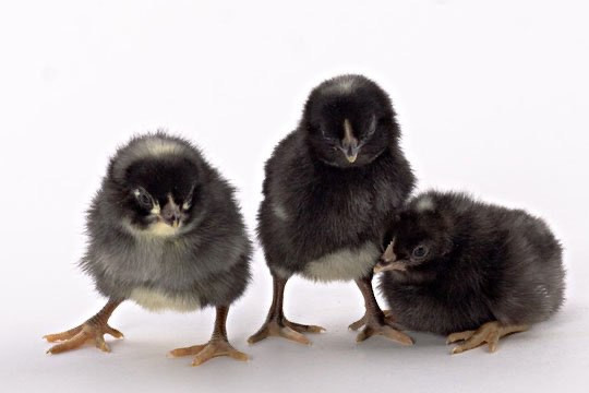 Thumbnail: Bared rock hatching eggs