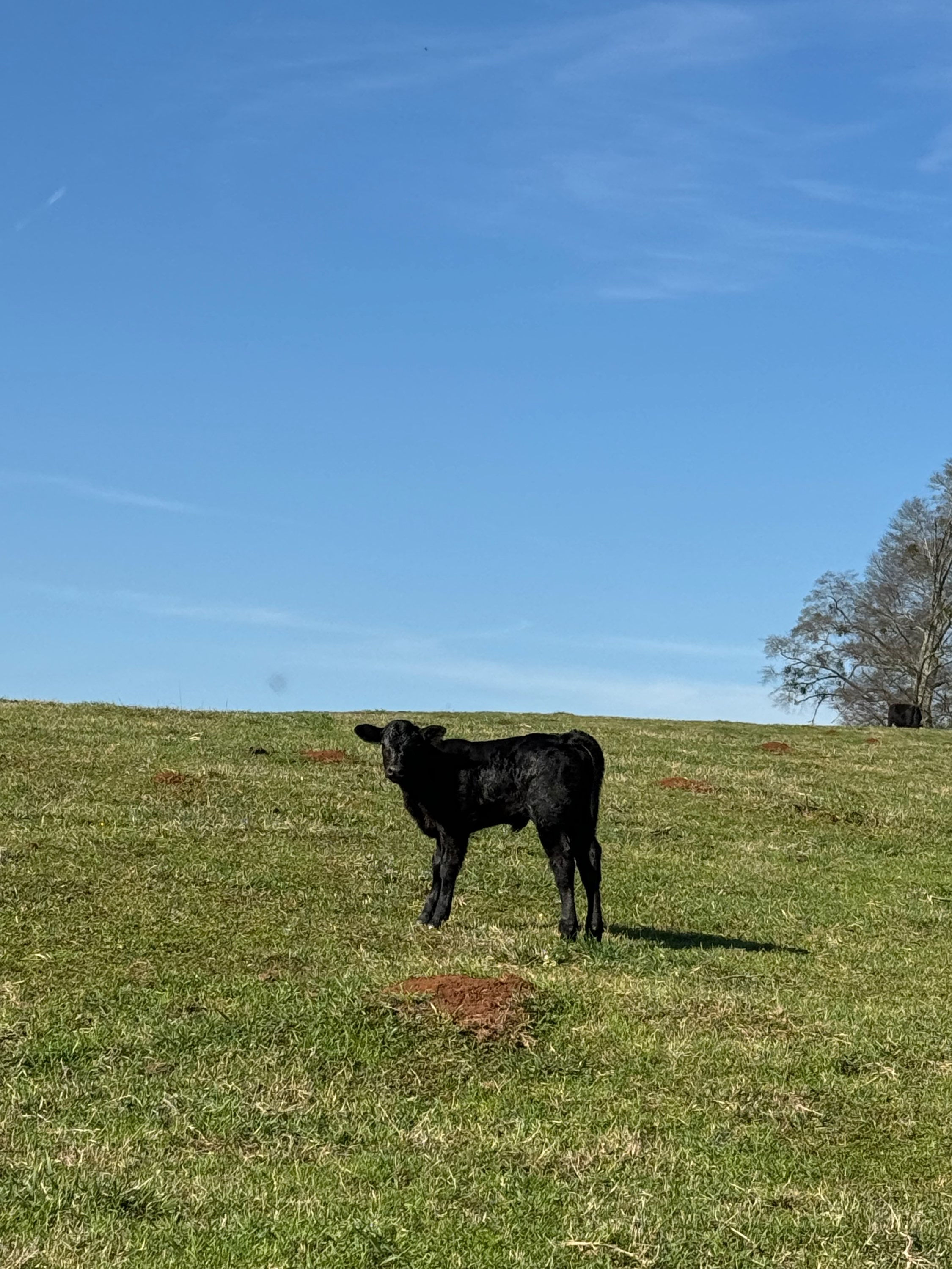 Angus calves 