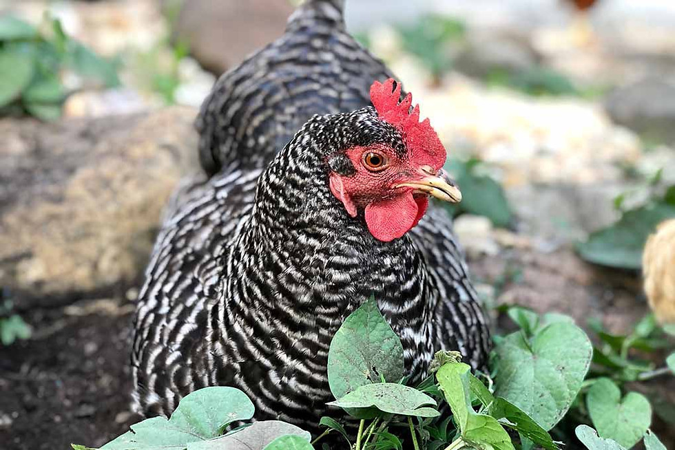 Thumbnail: Bared rock hatching eggs