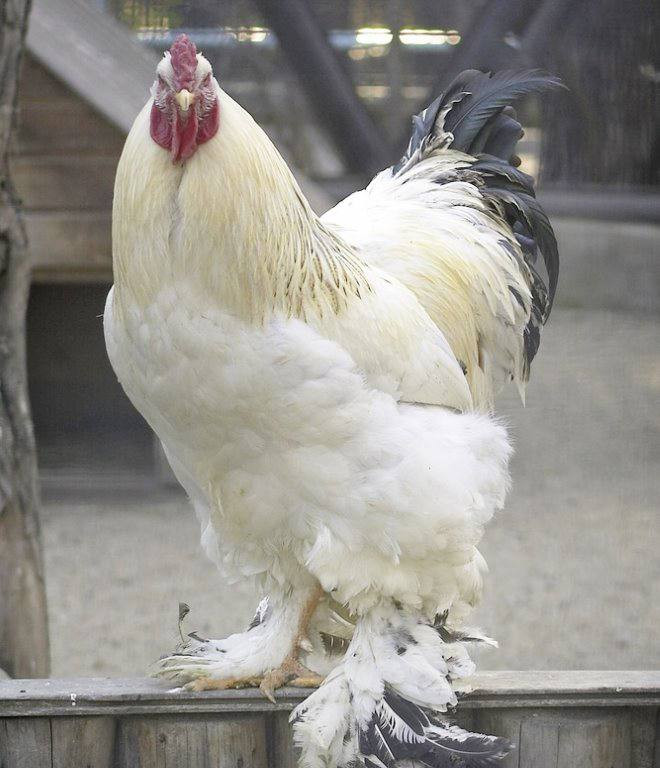 Thumbnail: Light Brahama Hatching eggs