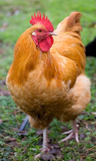 Thumbnail: Buff orpington hatching eggs
