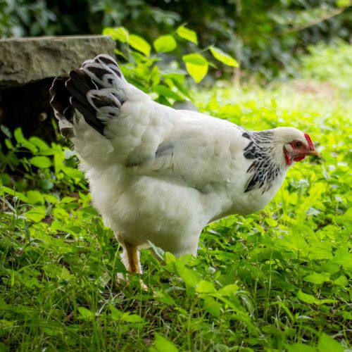 Thumbnail: Light Brahama Hatching eggs