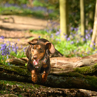 Bluebells, Mini Logs, Dachshunds