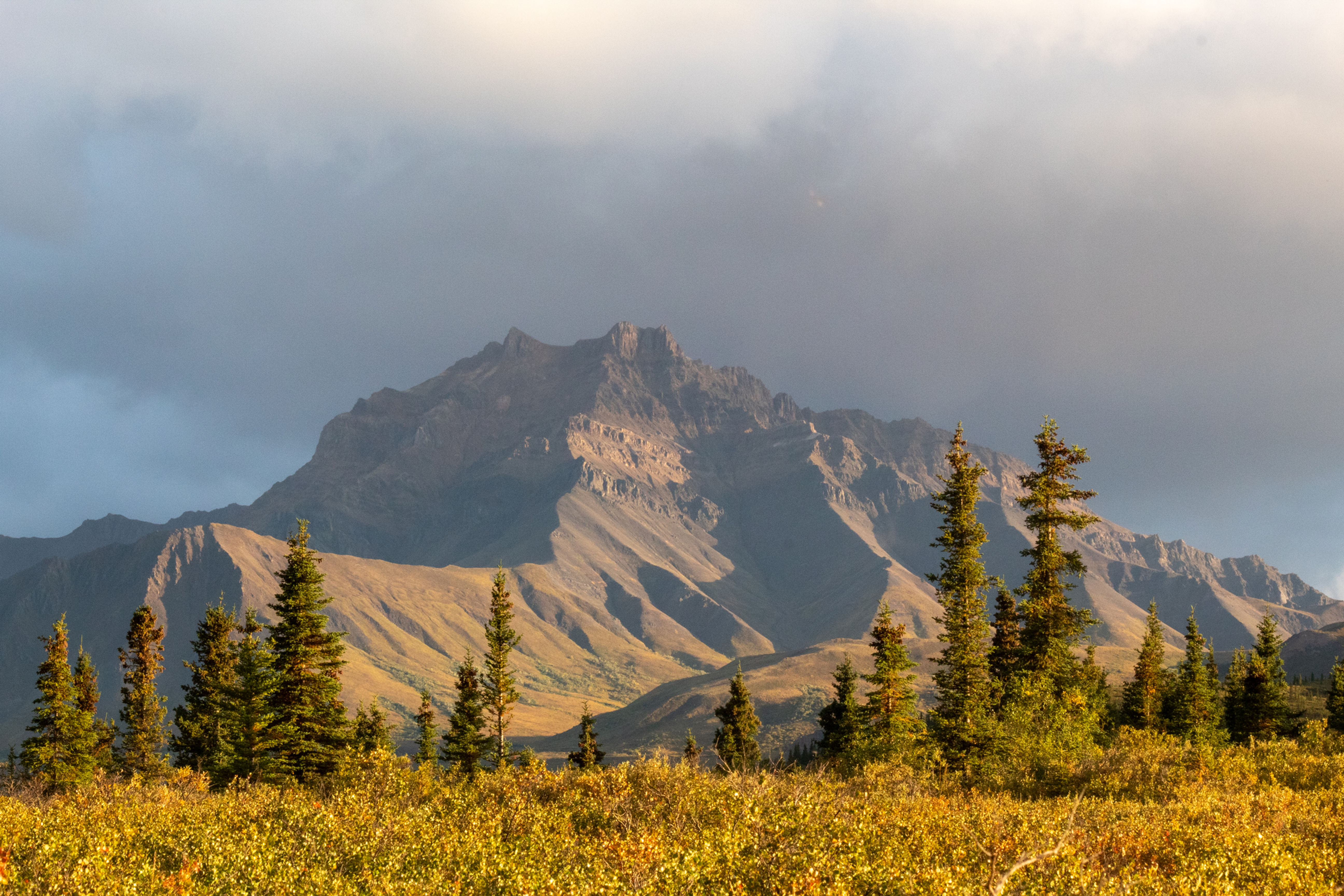 Mountain in Denali National Park : Framed Metal Print