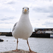 Gull Updated 29.03.26.png
