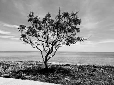A tree and Sea