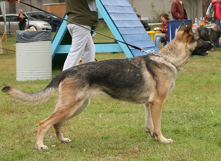 Fora iz Legendarnogo Forvarda