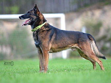 Don du Bois des Trembles