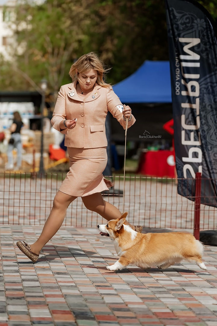 Rus Briskazi Flame of Heart - CACIB!.jpg