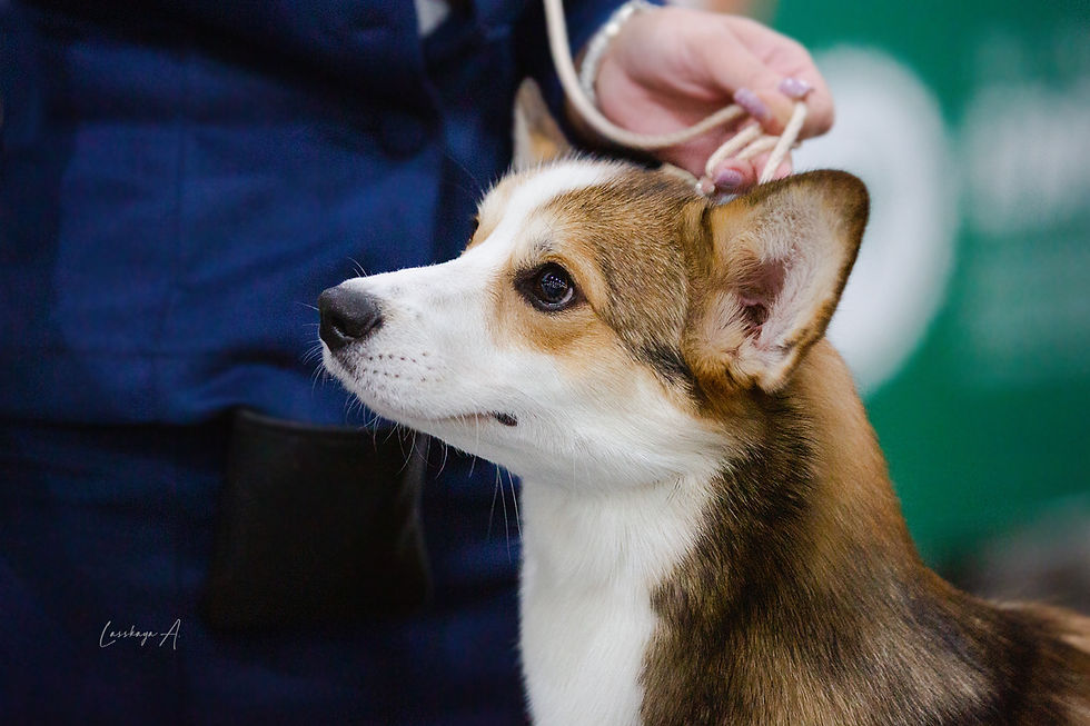 Blessed by Fire Star.jpg