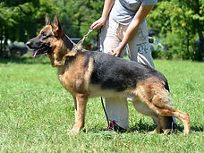 Germes vom Haus Schiran