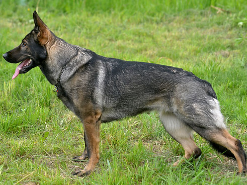 Love & Spirit Djetta