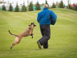 Любовь Лудкова и Love & Spirit Ingri - Вицечемпионы России 2019г по поиску и обнаружению ВВ и ВУ! 