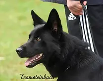 Daika vom Wolfsriede