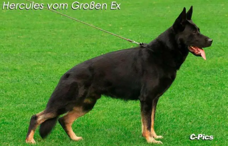 Hercules vom Großen Ex