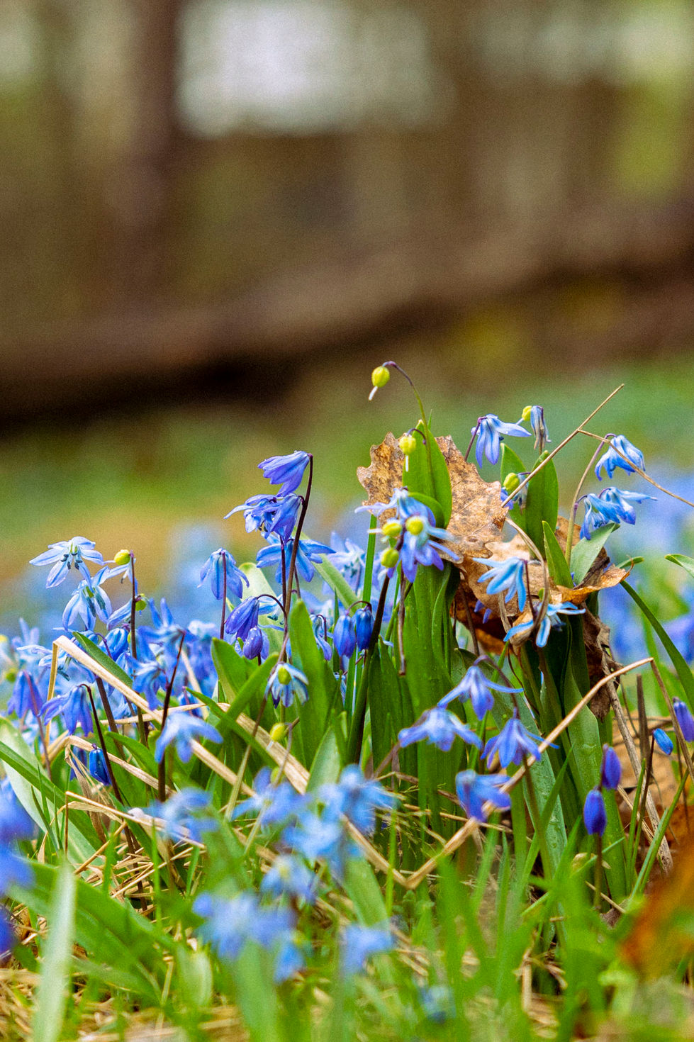 Bokeh spring zoom - Spring -23