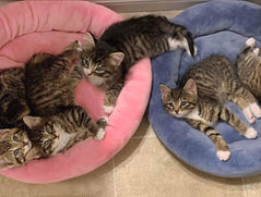 Multiple kittens are lying in two separate beds.