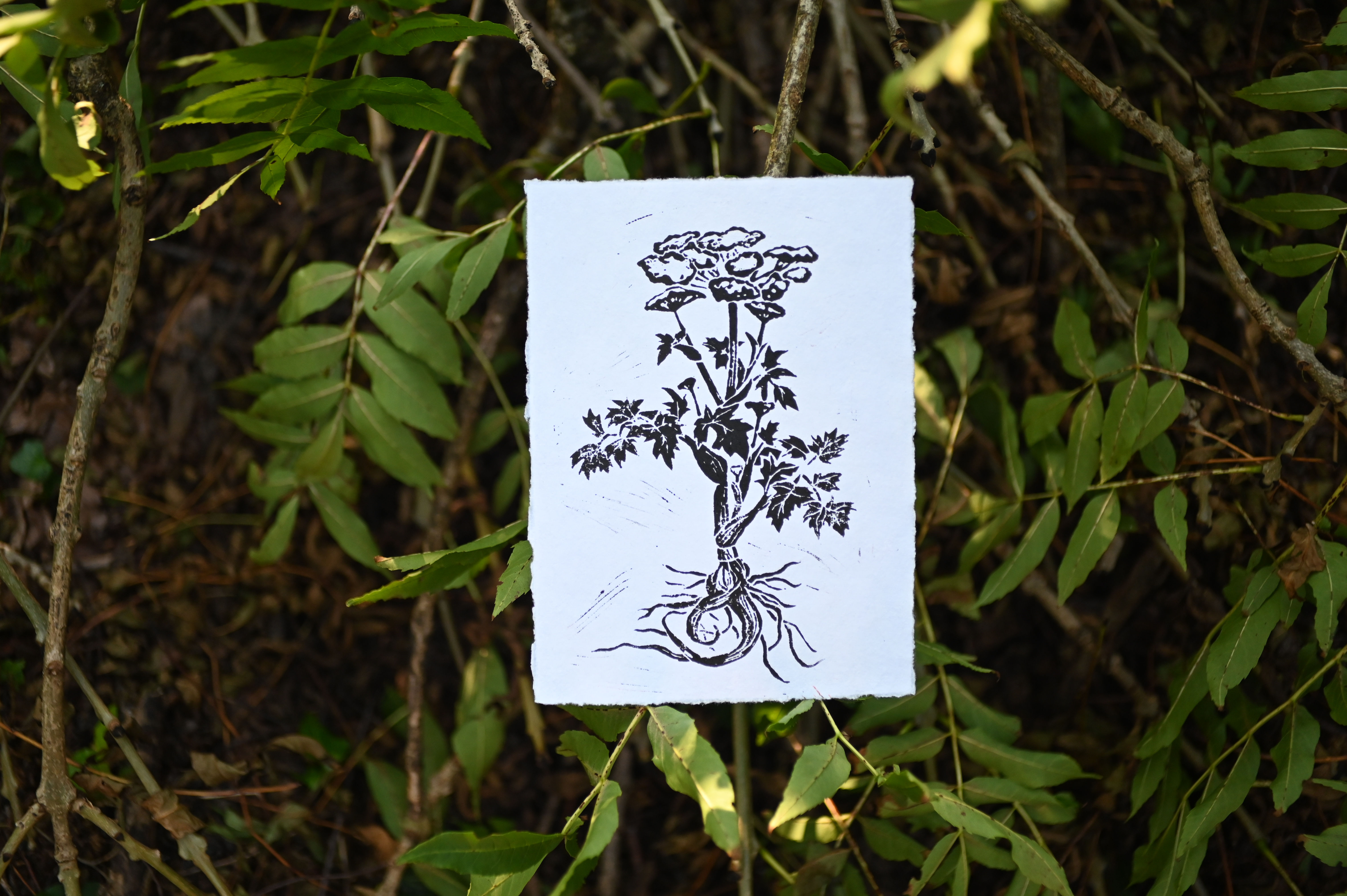 E N G E L W U R Z A5 | Hochdruck Original