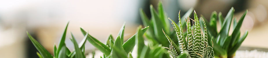 小さな緑の植物