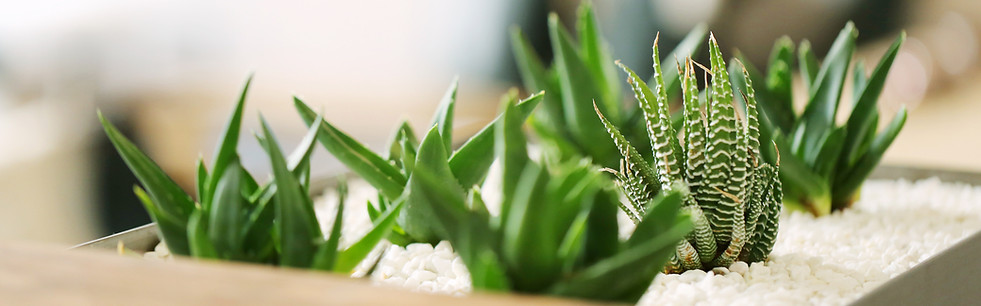 Small Green Plants