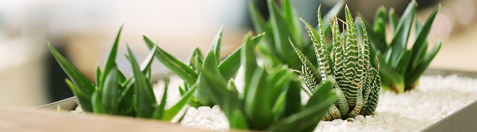 小さな緑の植物