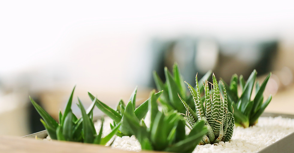 Feng Shui décoration en ligne