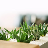Small Green Plants