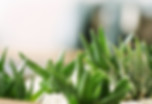 小さな緑の植物