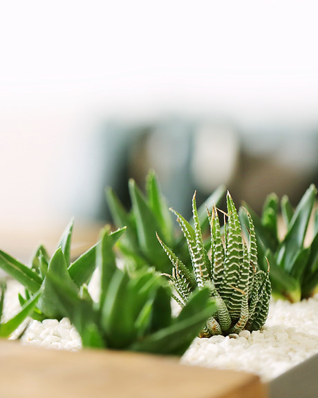 Small Green Plants