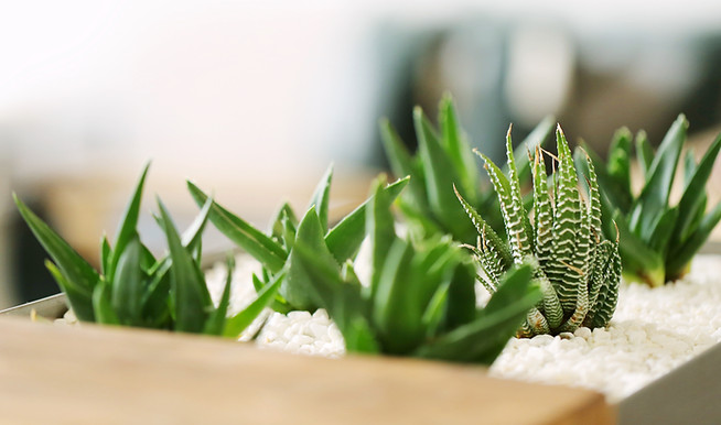 Small Green Plants
