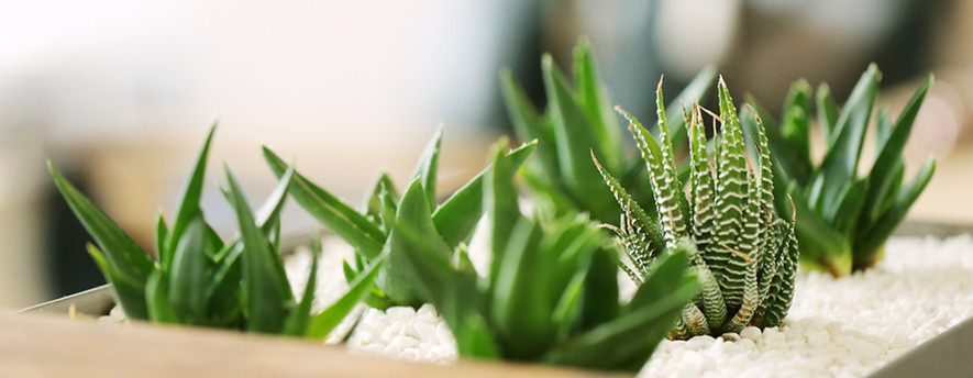 小さな緑の植物
