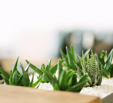 Small Green Plants