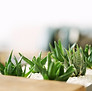Pequeñas plantas verdes