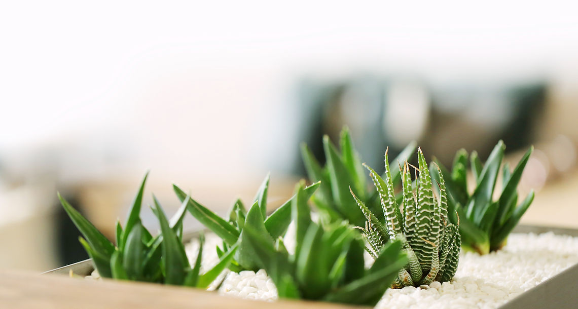 Small Green Plants
