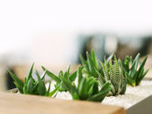 A Journey into Horticulture: Cultivating Future Minds Through Educational Growth