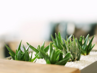 Small Green Plants