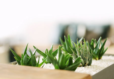 Small Green Plants