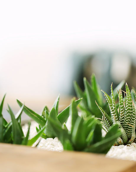 Les petites plantes vertes