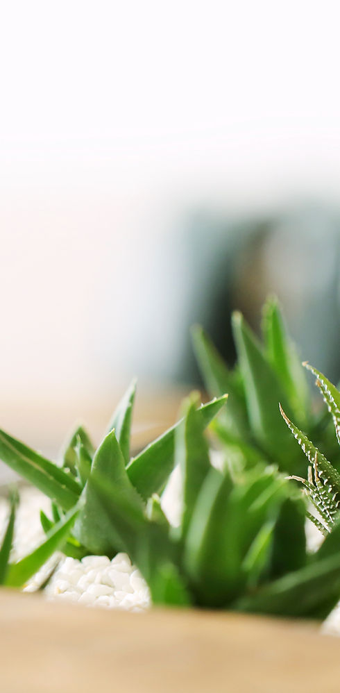 Small Green Plants