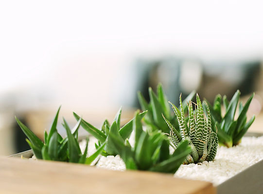 Small Green Plants