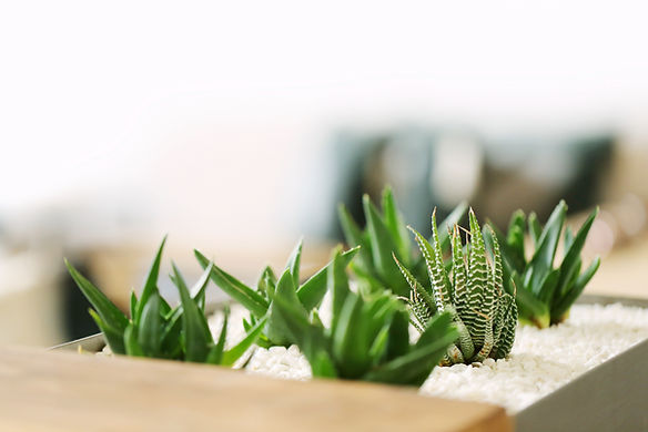 Pequeñas plantas verdes