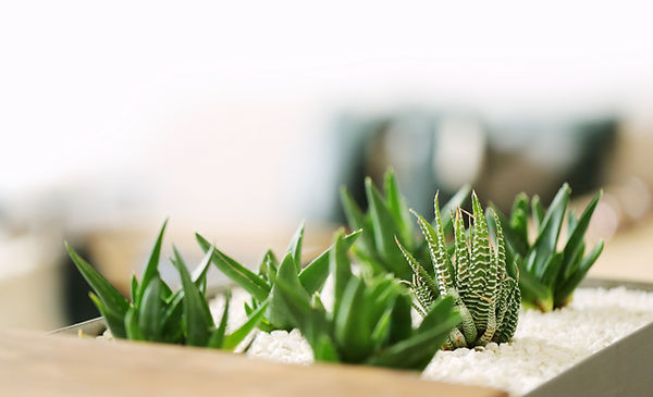 Green succulent plants