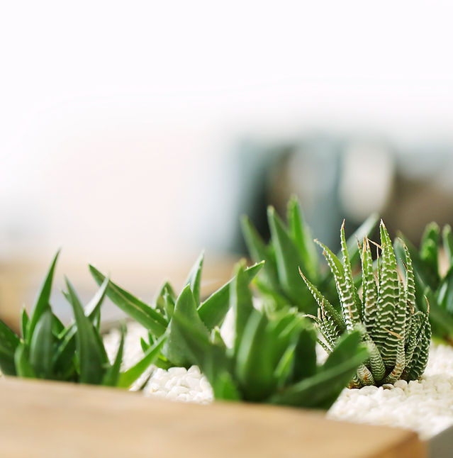 Small Green Plants