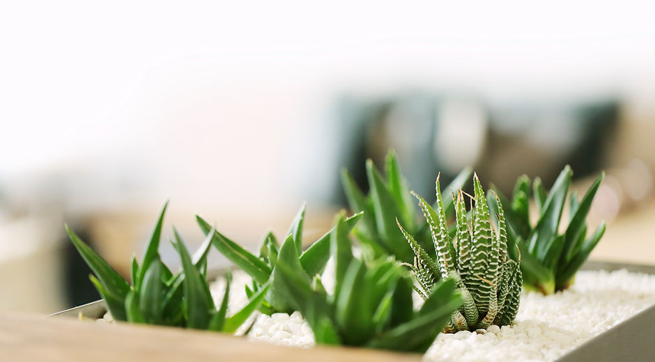 Small Green Plants